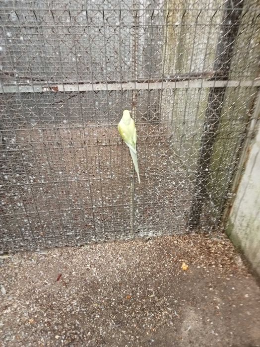 Vários Ring necks para cedencia