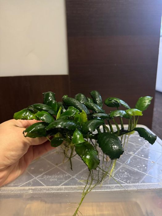 Rośliny akwariowe anubias i inne