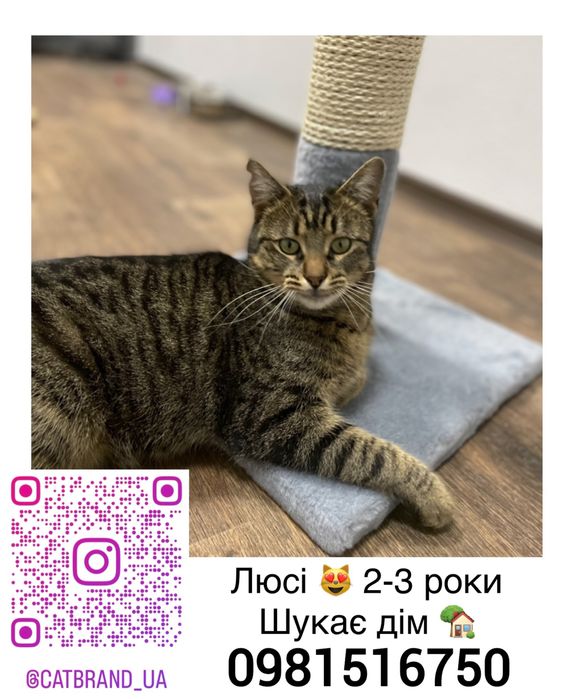 Кішка шукає дім