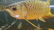 Arowana bluebase crossback