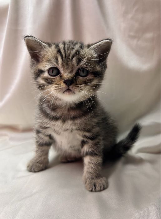 Шотландські кошенята