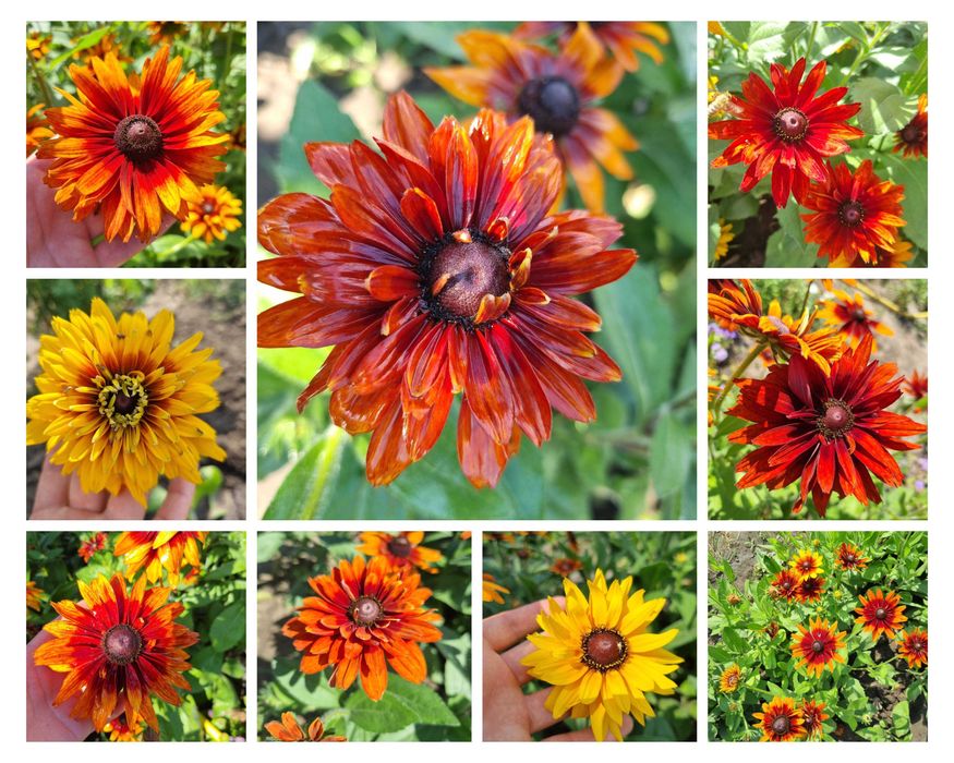 Рудбекия многолетняя махровая тысячелистник хризантемы