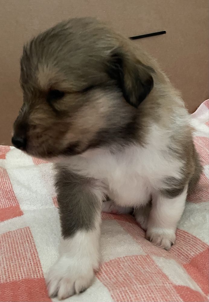 Szczeniak Owczarek Szkocki Długowłosy Collie