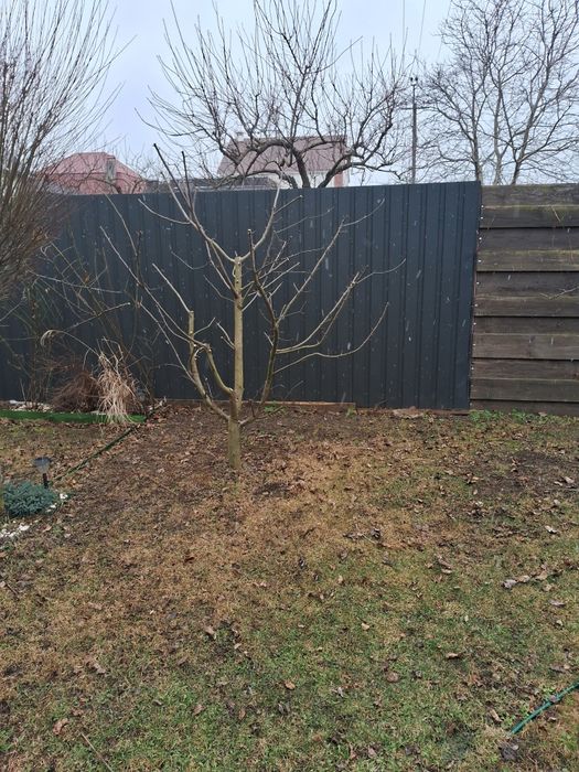 Обрізка плодових, спил дерев будь-якої складності