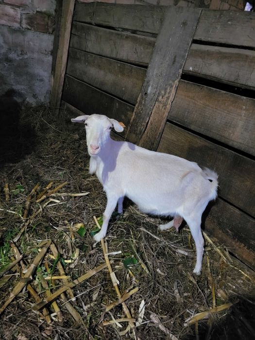 Cabra branca a meia idade