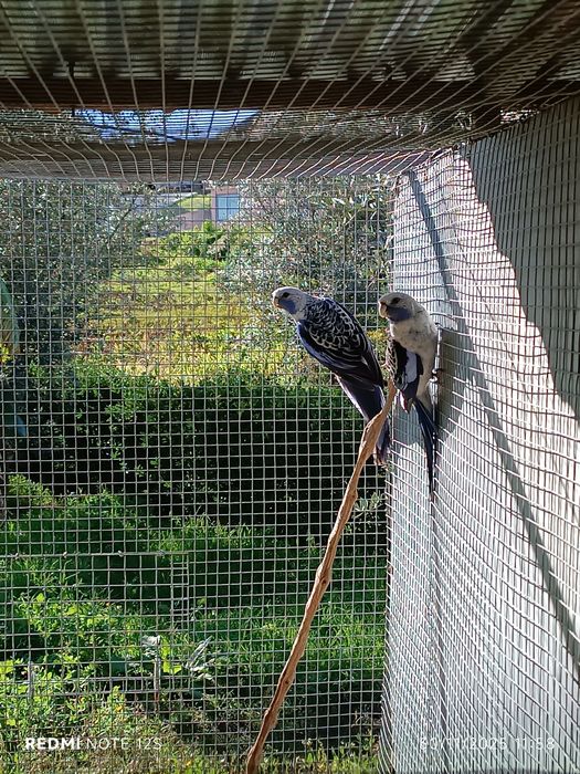 Várias aves para cedência
