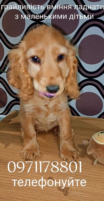 вакцини Нобівак міжнародний з Держпродспоживслужби  паспорт