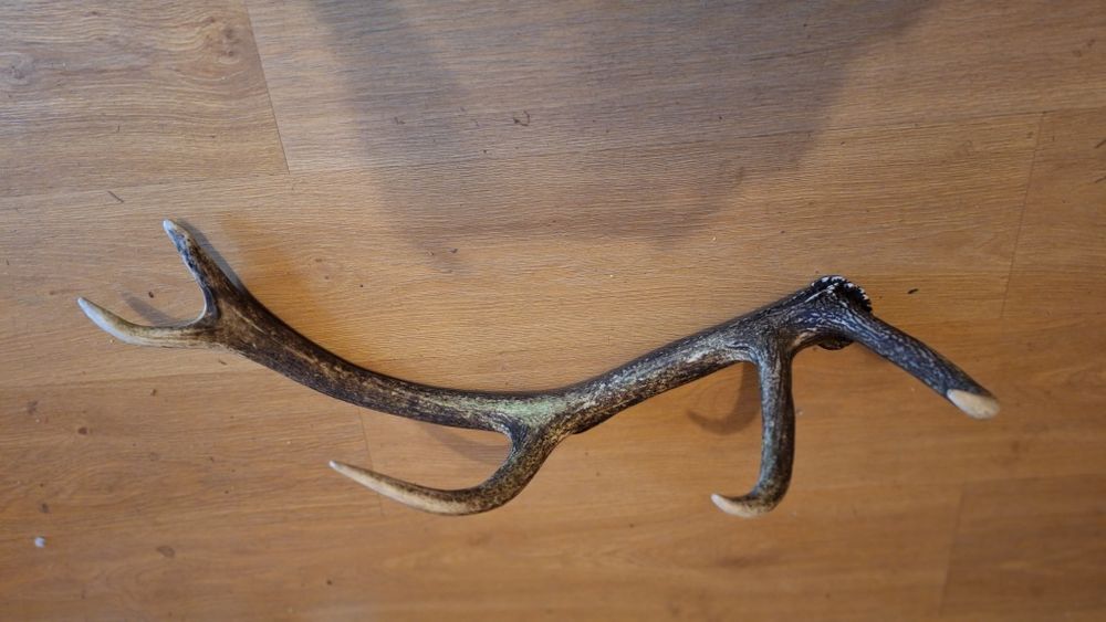 Zrzut jelenia poroże