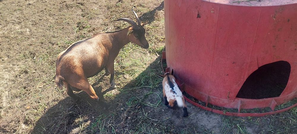 Animais de quinta 5€\kg