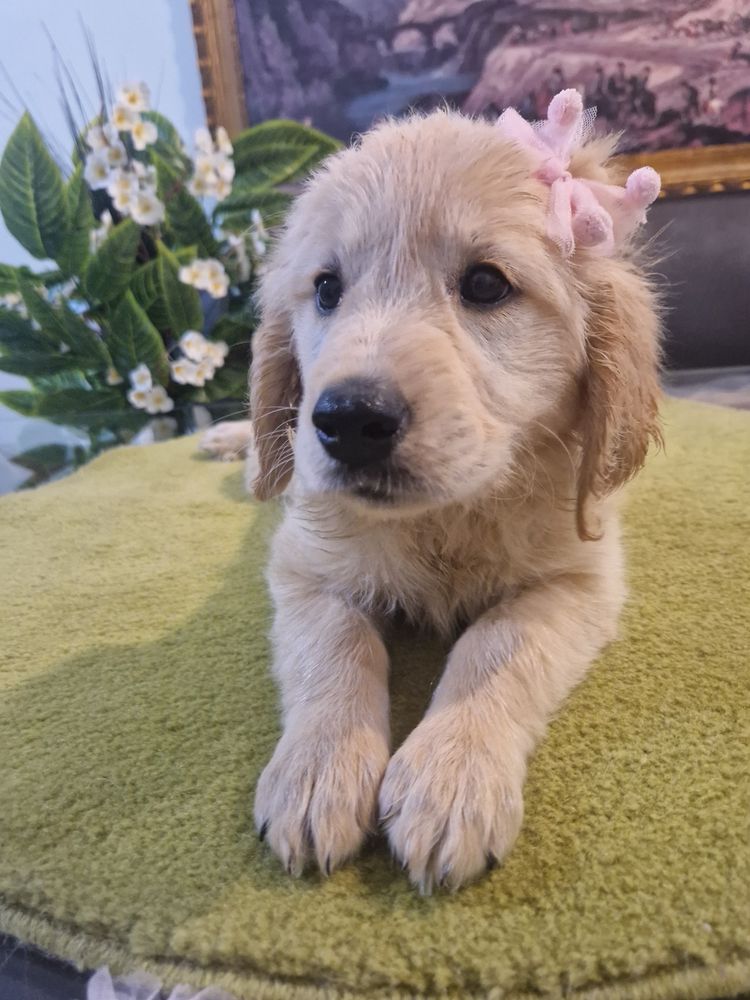 Golden Retriever com LOP ( pedigree )