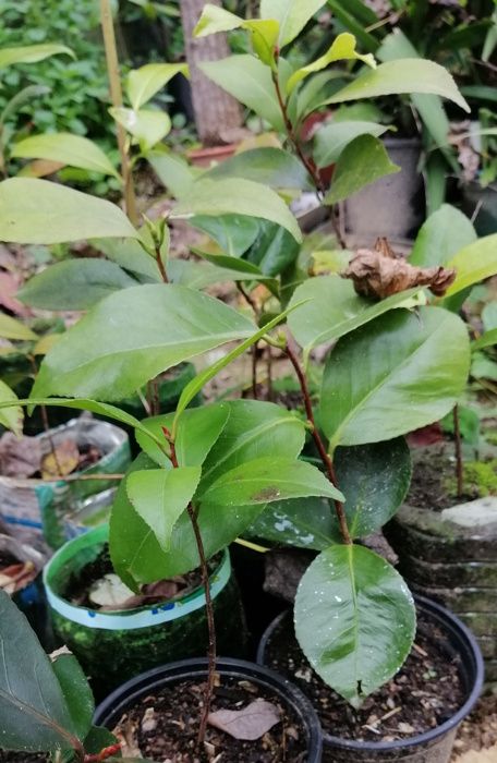 Camélias / Japoneiras - planta em vaso