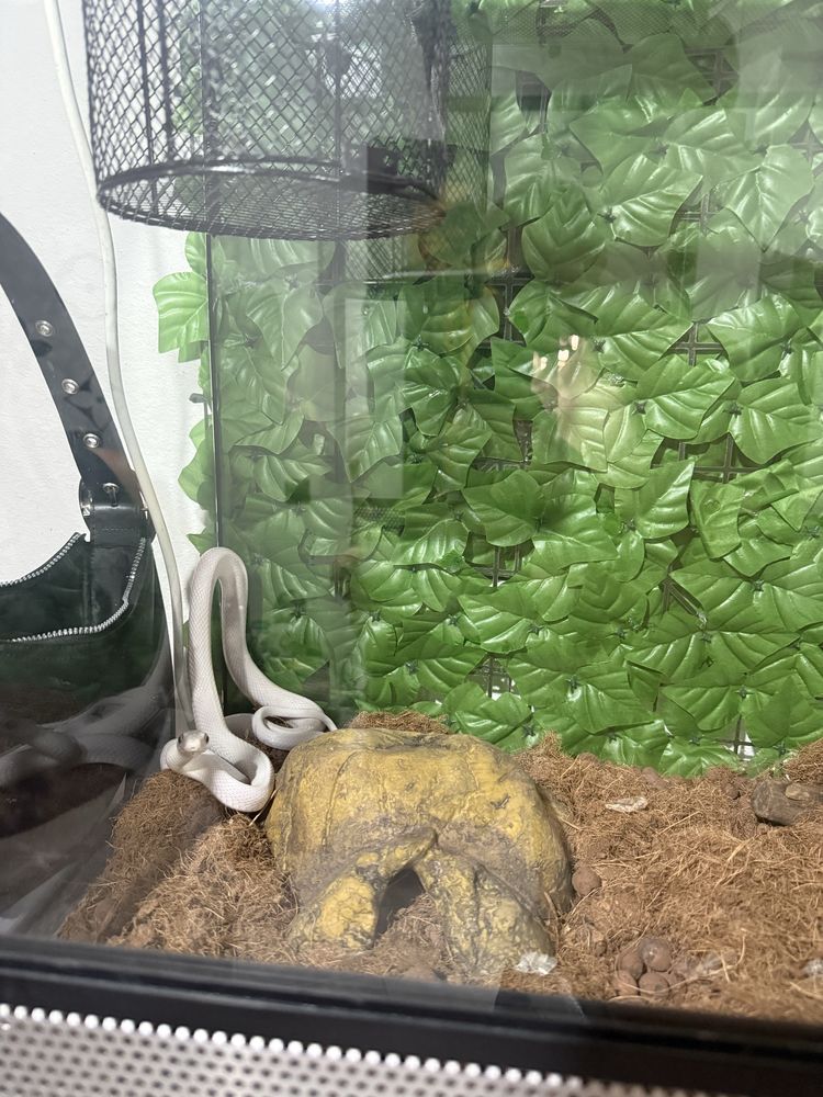 Terrario com cobra