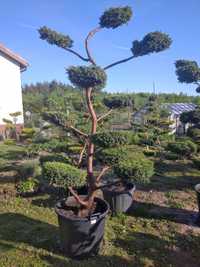 Bonsai Niwaki Jałowiec Formowany