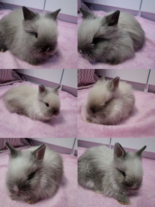 Królik Karzełek Teddy królik Miniaturka gotowe do odbioru króliczki