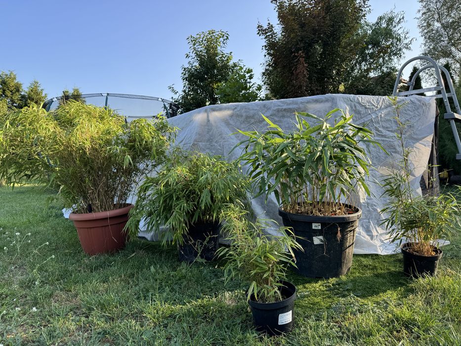 WYPRZEDAŻ Bambus fargesia rufa, Pseudosasa Japonica taras do ogrodu