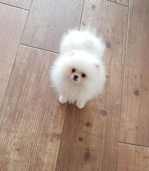 Piękny biały pomeranian
