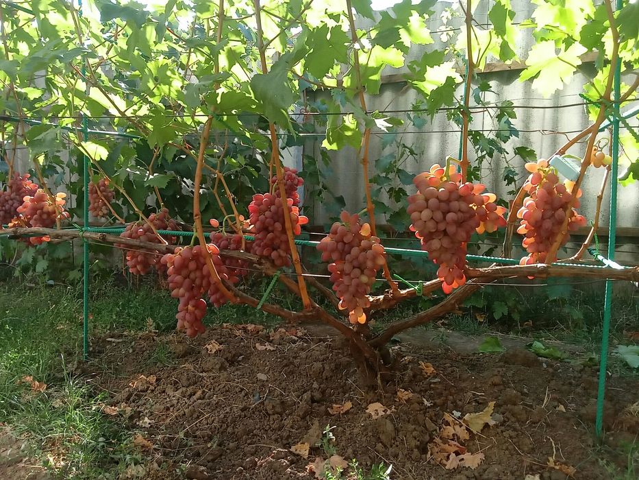 Продам однолетние саженцы винограда столового сорта Киш-Миш Лучистый