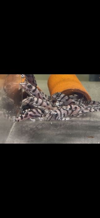 Hypancistrus l 236 super white zbrojnik 4+