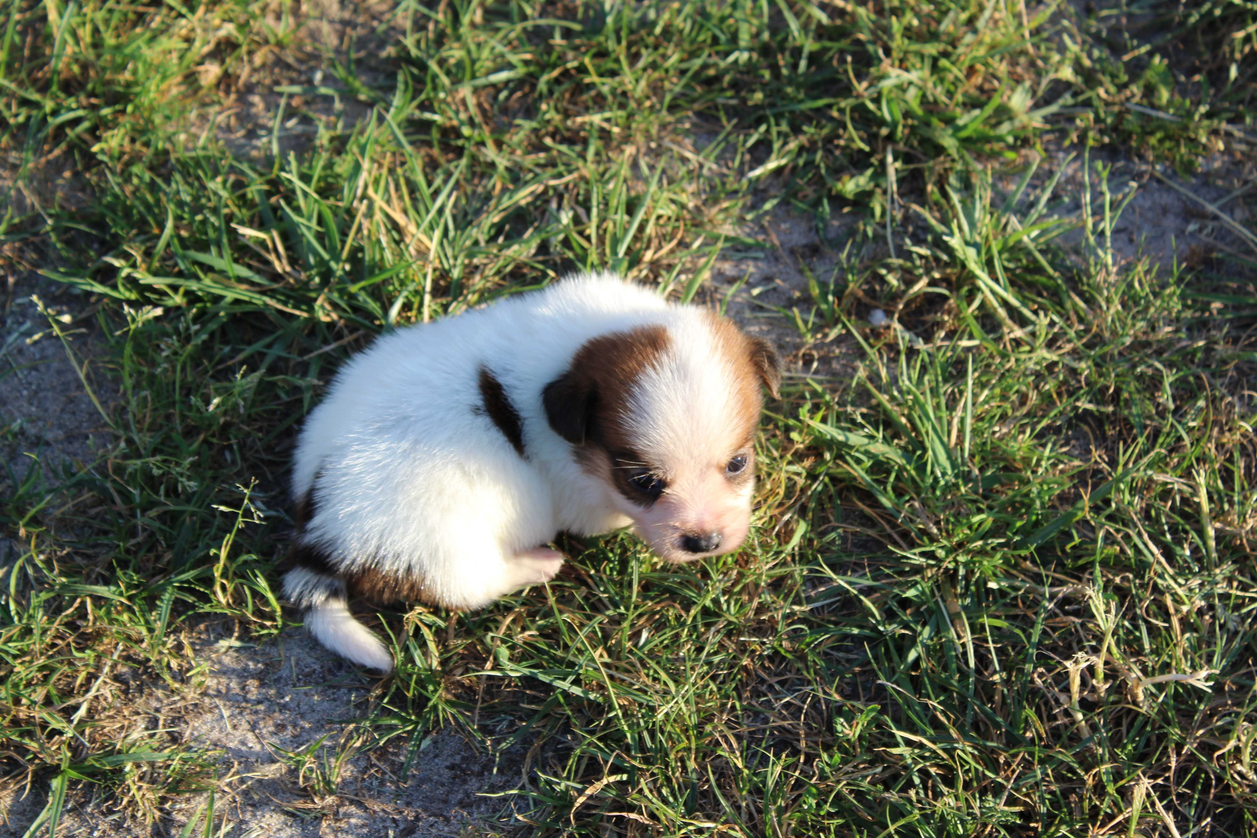 Lester szczeniak Jack Russell Terrier pochodzenie ZKWP FCI