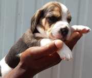 Fantástico Macho Beagle