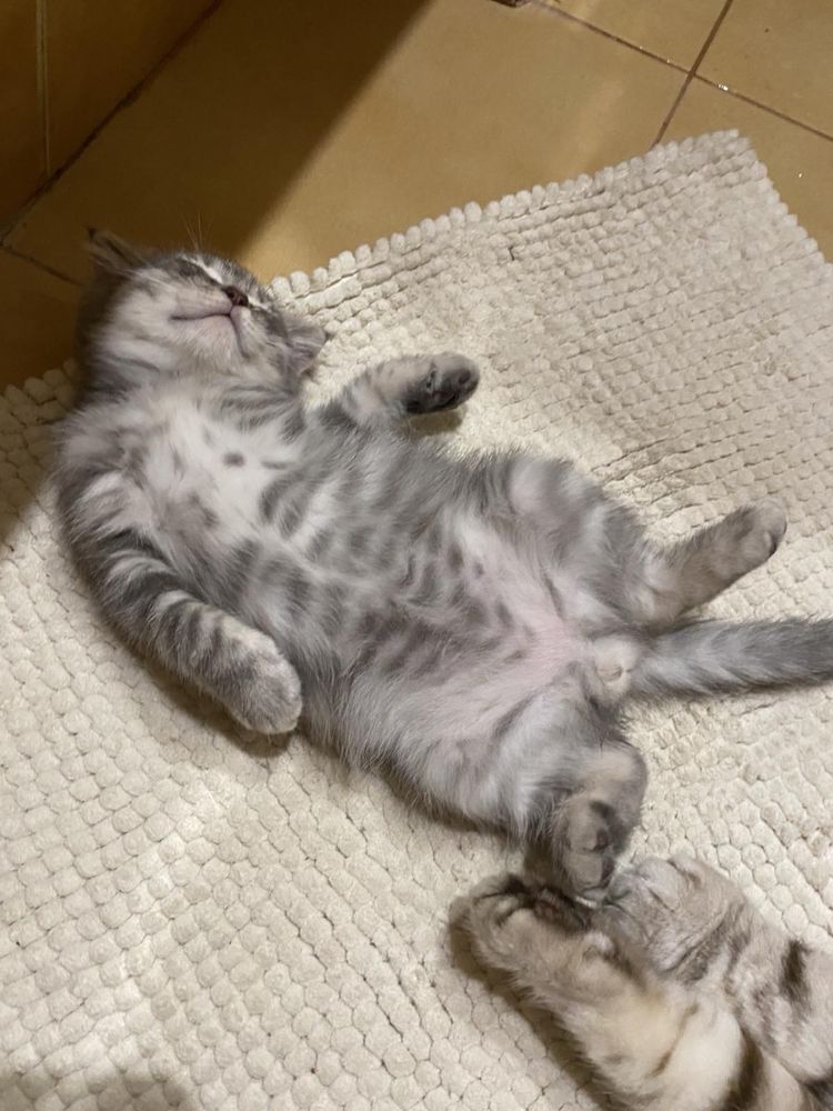 Шотландський вислувухий, скотіш фолд