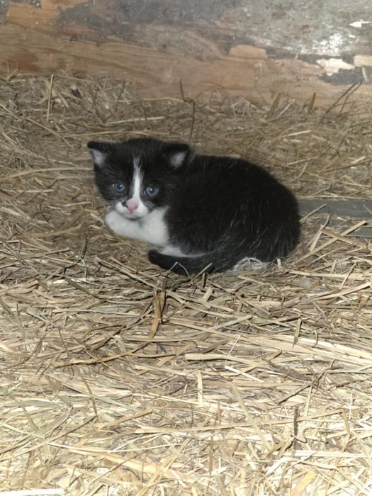 Pilny dom dla 2 dzikich kociaków