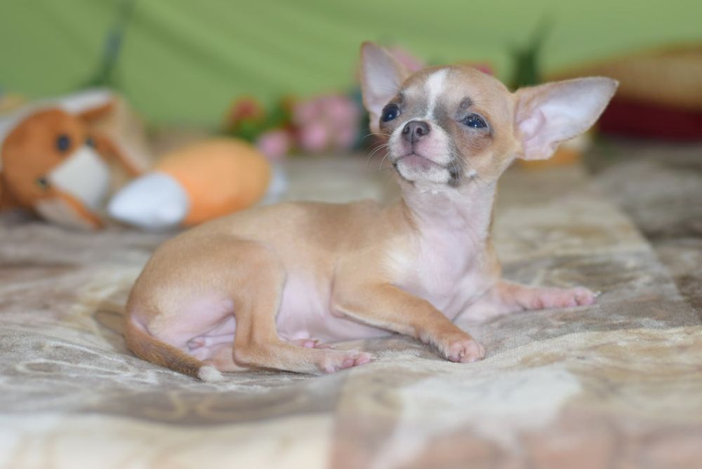 МИНИ малышка чихуахуа