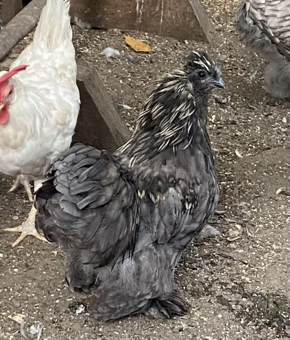 Kogut mix silka z kochinem