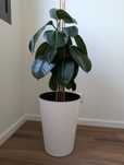 Planta Ficus Elastica Robusta + Vaso Artevasi