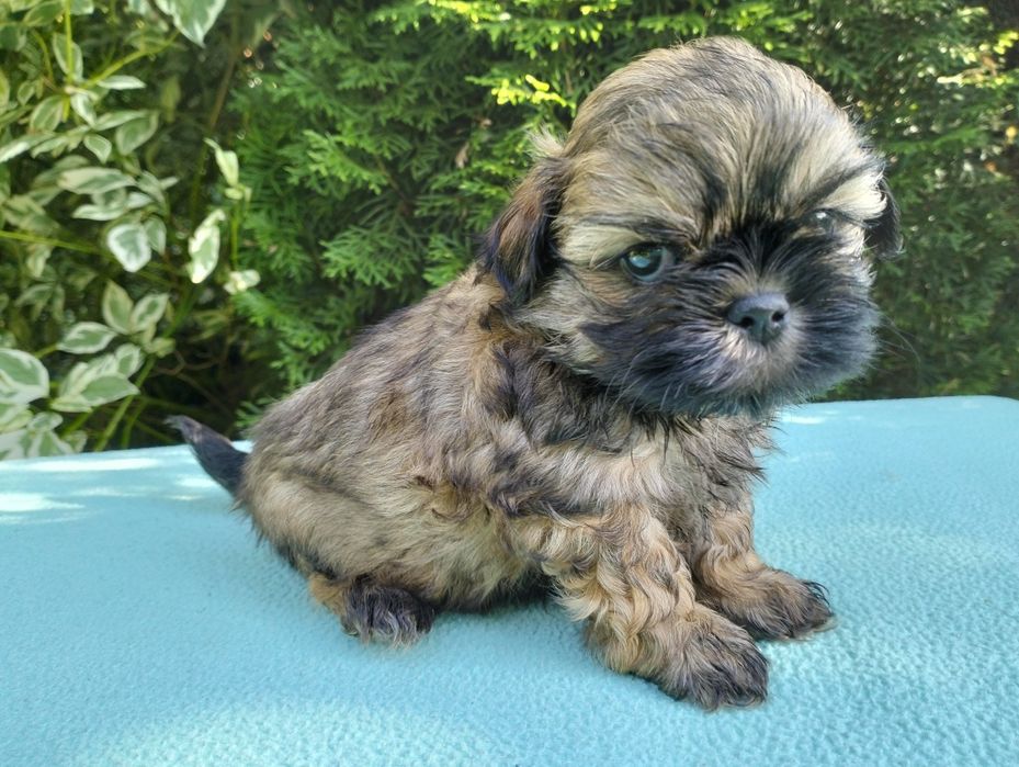 shih-tzu szczeniak suczka miniaturka Rodowód