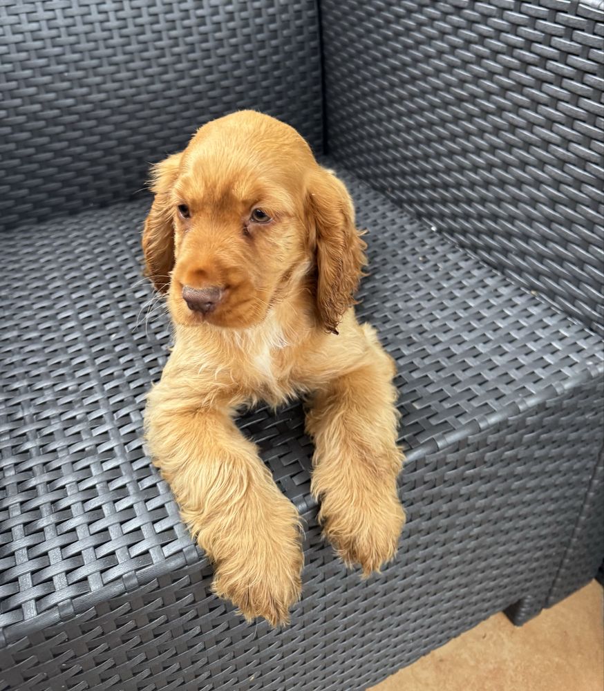 Cocker spaniel piesek