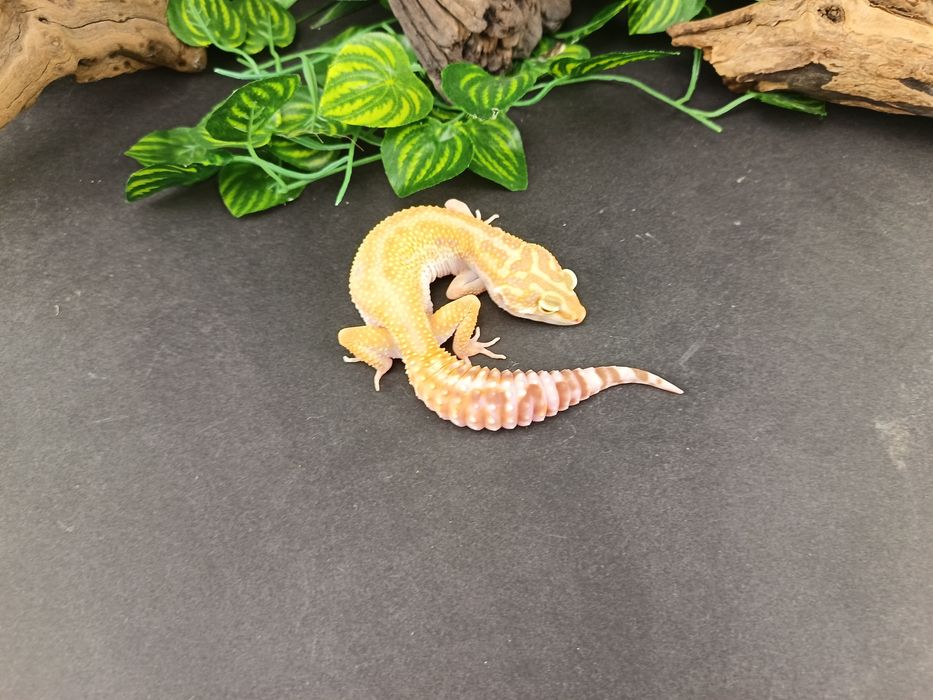 Gekon Lamparci Tremper Tangerine  nr ref. EM245