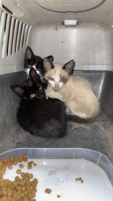 Gatinhos para adoção