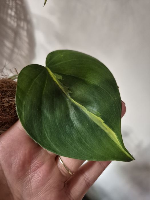 Philodendron Carnival