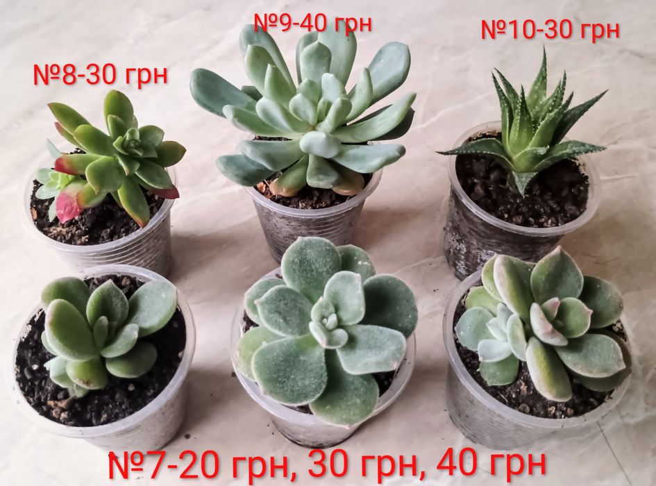 Сукуленти. Красула. Седум. Каланхоє. Алоє. Сансевієрія.