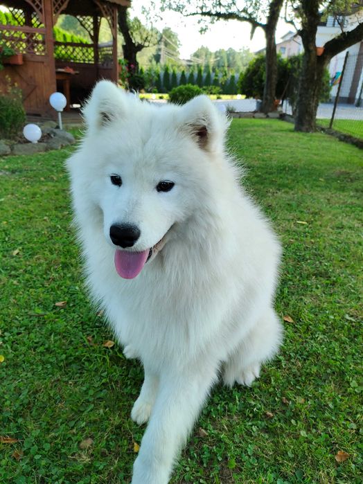 Słodki Piesek Samojed