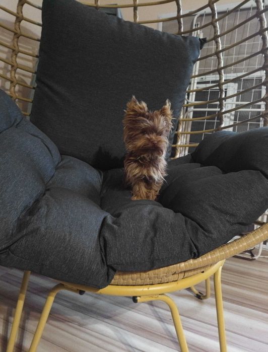 Czekoladowy Yorkshre Terrier chłopiec