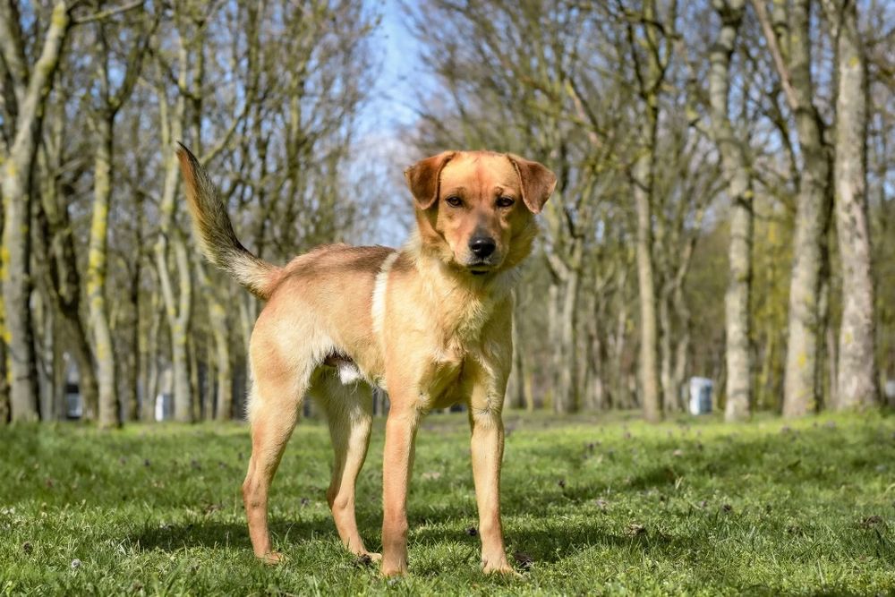 2 letni, rudy psiak czeka na kochającą Rodzinę. Pokochasz go?