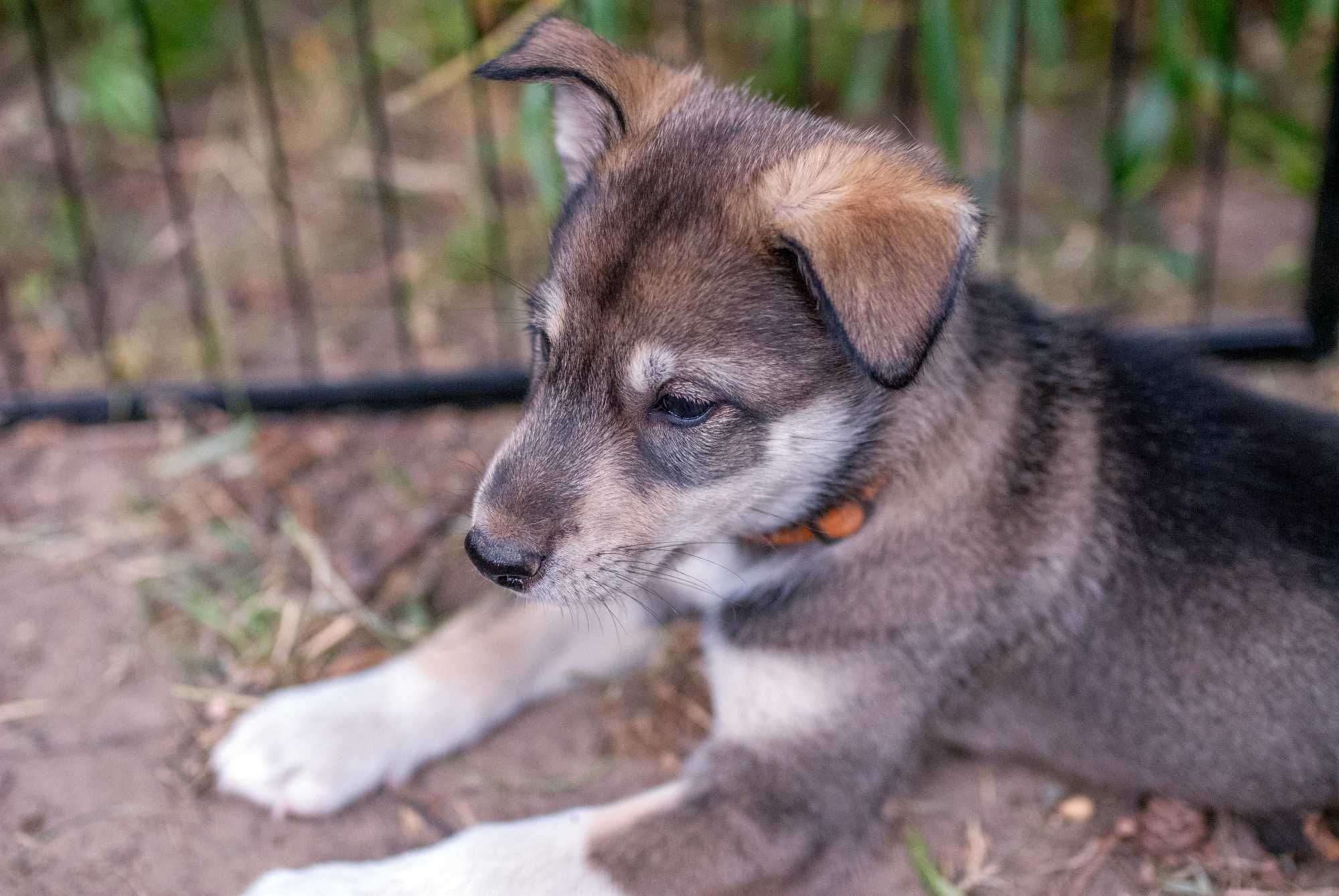 Szczeniak samiec SIBERIAN HUSKY aguti linia użytkowa ZKwP FCI