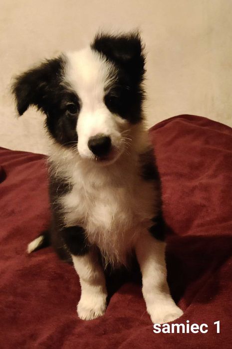Border collie samiec