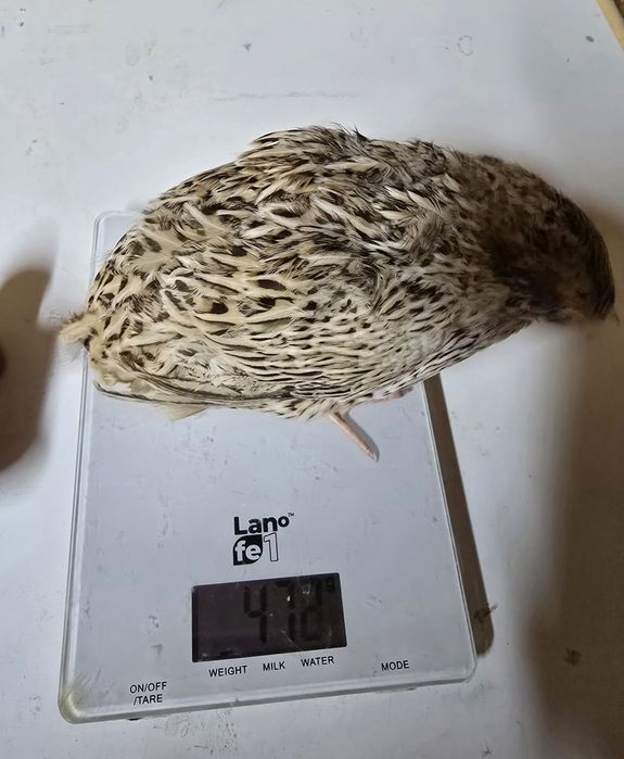 Przepiórka włoszka fenix mandżurska mięsna przepiórki jaja lęgowe