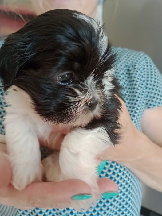 Suczka rasy Shih Tzu