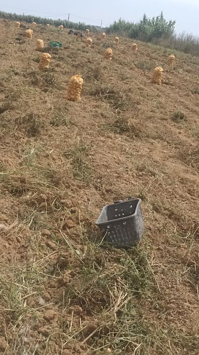 Batata agria . Produção própria