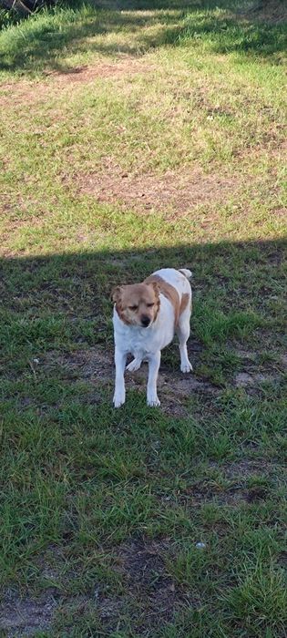 Sunia do adopcji