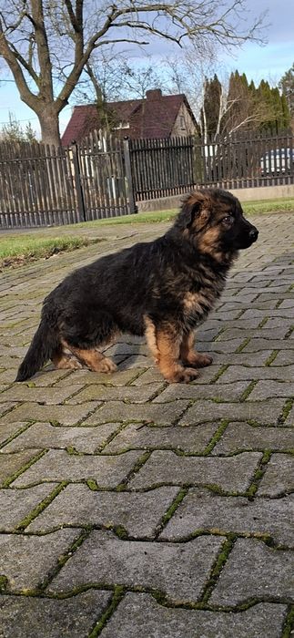 Owczarek Niemiecki Długowłosy Szczeniak