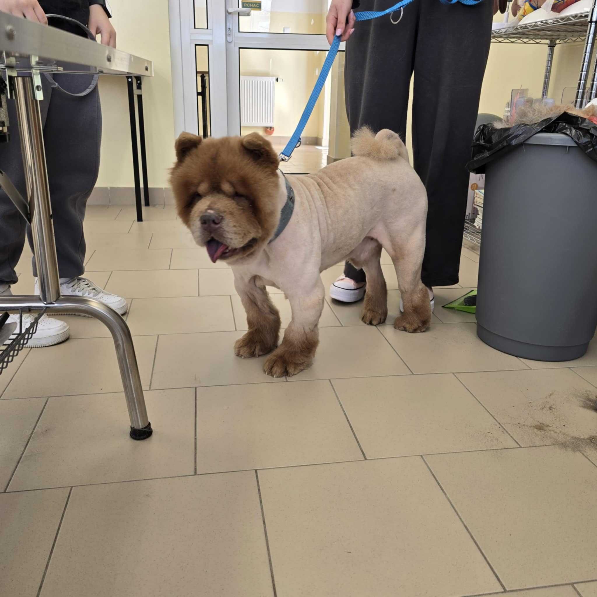 SAM - rasy CHOW-CHOW, 10-letni, łagodny