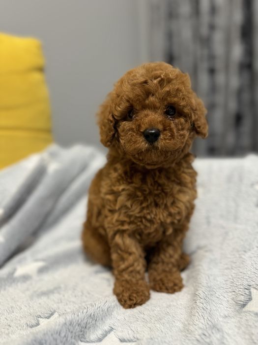 Мальтипу мальчик ф2 ред браун