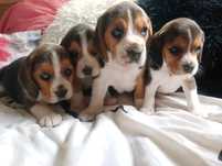 Piękna suczka Beagle