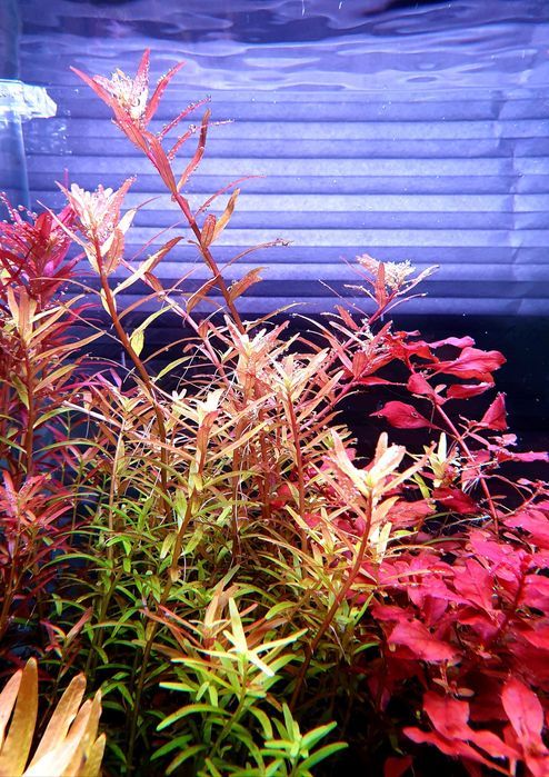 Rotala Colorata Yao Yai hodowla podwodna