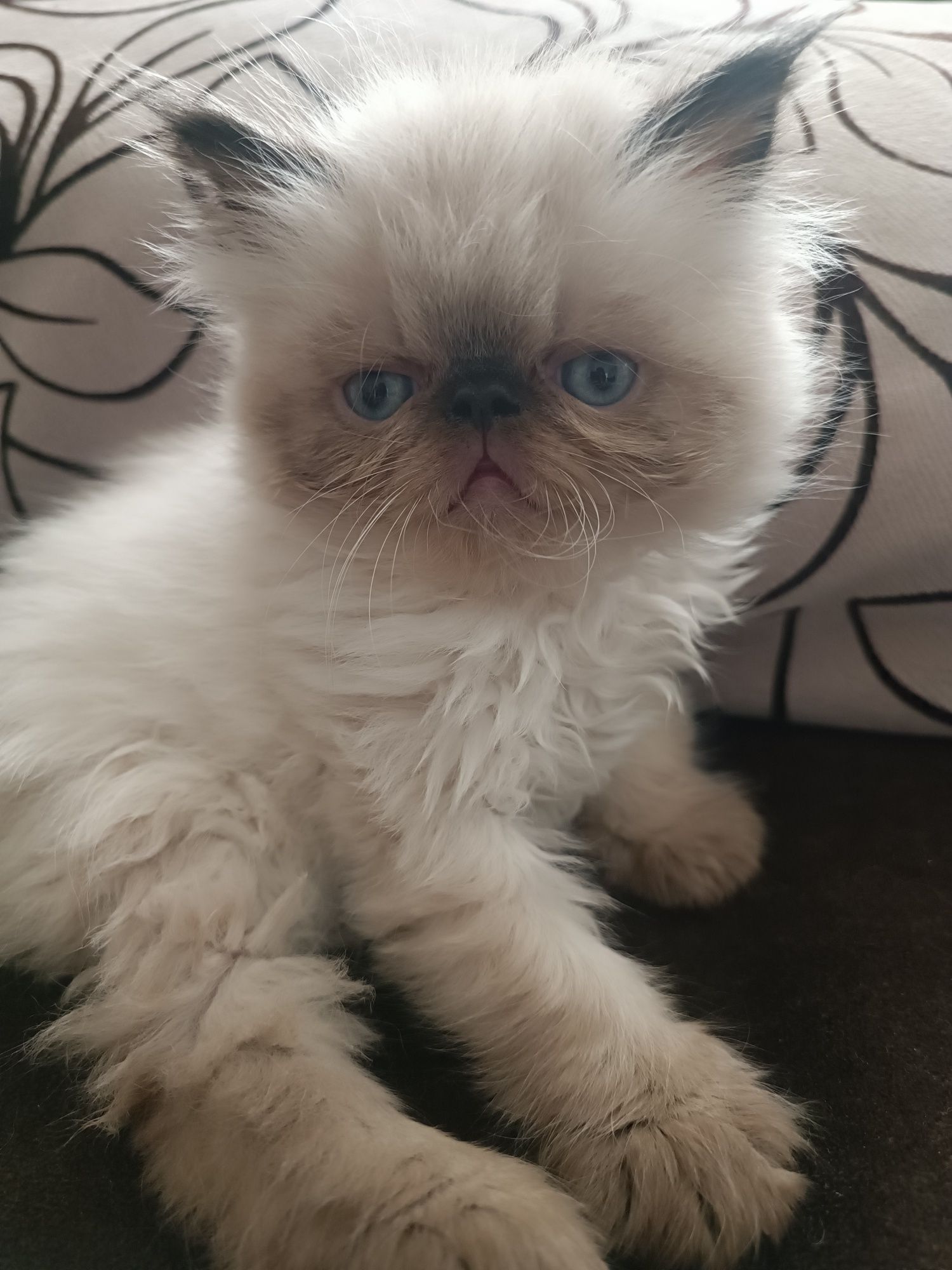 Гималайские котята